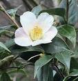 新茶 shin cha New Tea