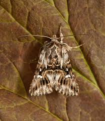 Attēlu rezultāti vaicājumam “Calophasia lunula”