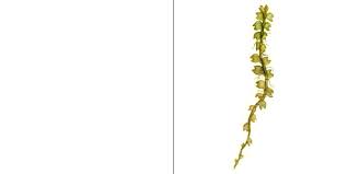 Attēlu rezultāti vaicājumam “Leiocolea collaris”