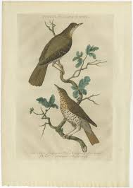 Attēlu rezultāti vaicājumam “Turdus pilaris”