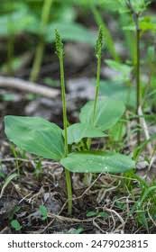Attēlu rezultāti vaicājumam “Listera ovata”