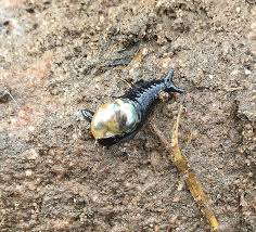 Attēlu rezultāti vaicājumam “Jodis putata”