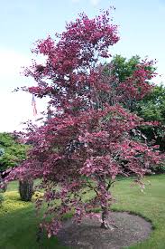 Attēlu rezultāti vaicājumam “Fagus sylvatica flower”