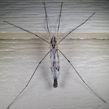 Attēlu rezultāti vaicājumam “Tipulidae”