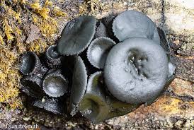 Attēlu rezultāti vaicājumam “Bulgaria inquinans”