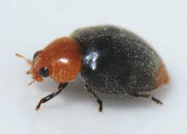 Image result for Cryptolaemus