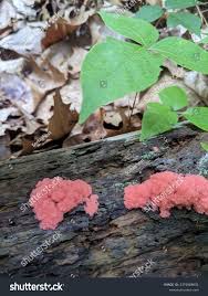 Attēlu rezultāti vaicājumam “Tubifera ferruginosa (subsp. ferruginosa)”