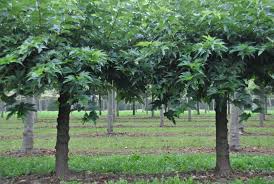 Attēlu rezultāti vaicājumam “Morus alba”