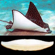 Image result for Aetobatus narinari