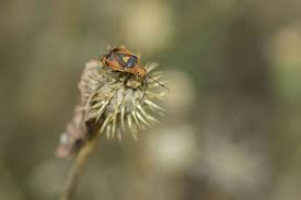 Attēlu rezultāti vaicājumam “Deraeocoris ruber imago”