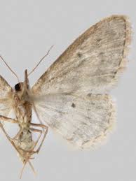 Attēlu rezultāti vaicājumam “Idaea seriata”