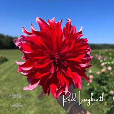Image result for Dahlia `Red Skin`