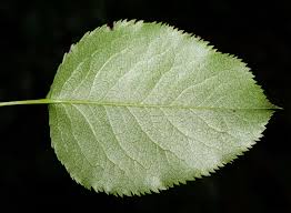 Attēlu rezultāti vaicājumam “Pyrus pyraster leaf”