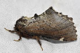 Attēlu rezultāti vaicājumam “Odontosia carmelita”