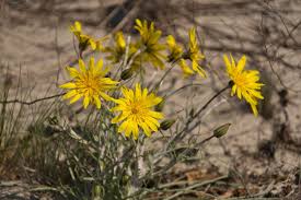 Attēlu rezultāti vaicājumam “Tragopogon heterospermus”