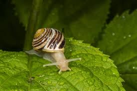 Attēlu rezultāti vaicājumam “Cepaea hortensis”