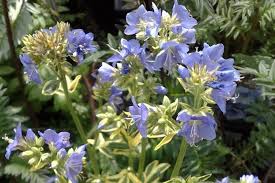 Attēlu rezultāti vaicājumam “Polemonium caeruleum leaf”