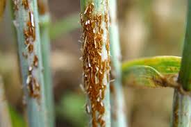 Attēlu rezultāti vaicājumam “Puccinia agrostidis”