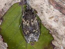 Attēlu rezultāti vaicājumam “Diurnea fagella”