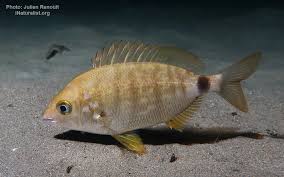 Image result for Diplodus cadenati