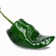 Organic Pablano Ancho Pepper
