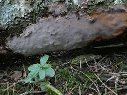 Attēlu rezultāti vaicājumam “Phellinus laevigatus”