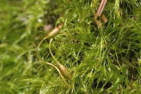 Attēlu rezultāti vaicājumam “Dicranodontium denudatum”