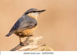 Attēlu rezultāti vaicājumam “Sitta europaea male”