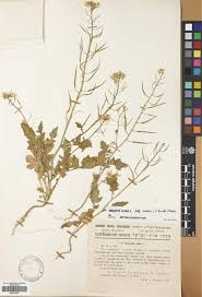 Attēlu rezultāti vaicājumam “Sinapis alba fruit”