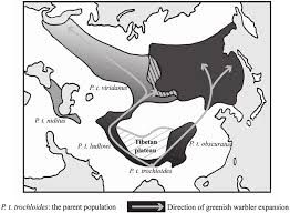Attēlu rezultāti vaicājumam “Phylloscopus trochiloides adult”