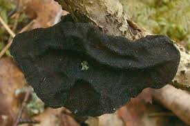 Attēlu rezultāti vaicājumam “Exidia truncata”