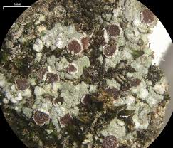 Attēlu rezultāti vaicājumam “Trapelia coarctata”