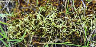 Attēlu rezultāti vaicājumam “Funaria hygrometrica”