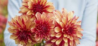 Image result for Dahlia x pinnata `Decorative Giants`