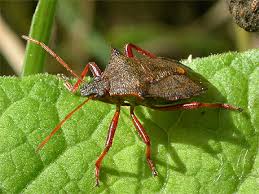 Attēlu rezultāti vaicājumam “Picromerus bidens”