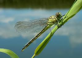 Attēlu rezultāti vaicājumam “Gomphus flavipes”