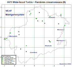 Attēlu rezultāti vaicājumam “Pandemis cinnamomeana female”