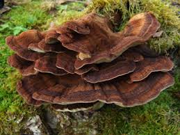 Attēlu rezultāti vaicājumam “Ischnoderma benzoinum”