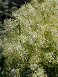 Attēlu rezultāti vaicājumam “Thalictrum lucidum”