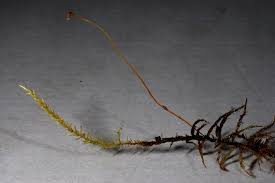 Attēlu rezultāti vaicājumam “Calliergon cordifolium”