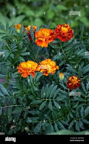 Attēlu rezultāti vaicājumam “Tagetes leaf”