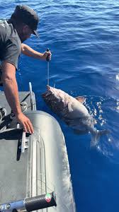 Image result for Polyprion americanus