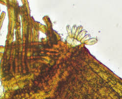 Attēlu rezultāti vaicājumam “Aloina rigida sporophyte”