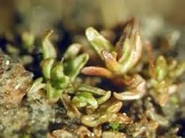 Attēlu rezultāti vaicājumam “Aloina rigida”