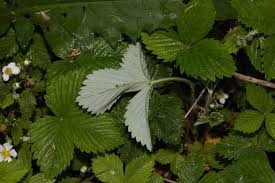 Attēlu rezultāti vaicājumam “Fragaria moschata leaf”