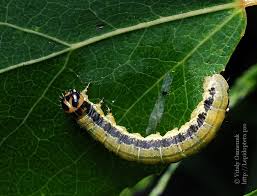 Attēlu rezultāti vaicājumam “Boudinotiana notha”