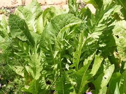 Attēlu rezultāti vaicājumam “Armoracia rusticana leaf”