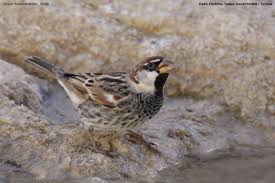 Image result for Passer hispaniolensis