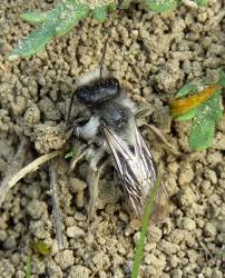 Attēlu rezultāti vaicājumam “Andrena vaga”