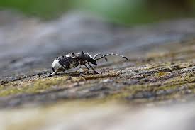 Attēlu rezultāti vaicājumam “Platystomos albinus”